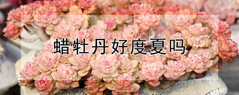 蜡牡丹好度夏吗