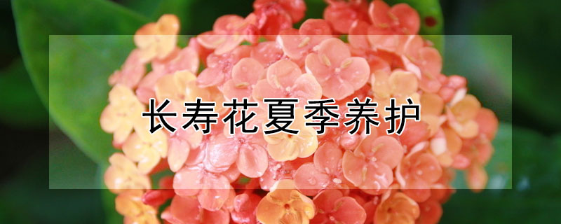 长寿花夏季养护