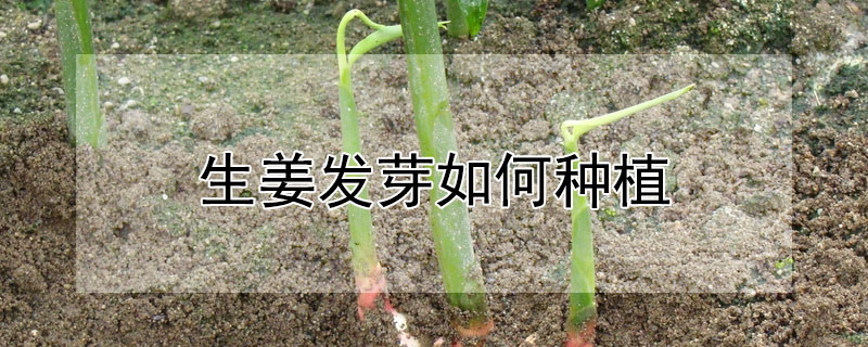 生姜发芽如何种植 —【发财农业网】