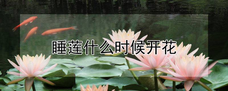 睡莲什么时候开花 发财农业网