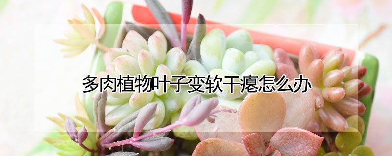 多肉植物叶子变软干瘪怎么办