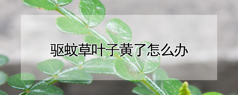 驱蚊草叶子黄了怎么办