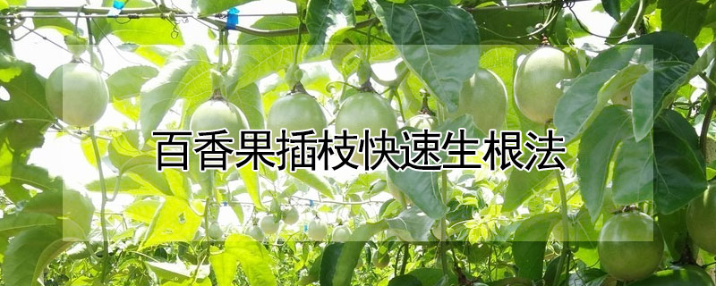 百香果插枝快速生根法 —【发财农业网】