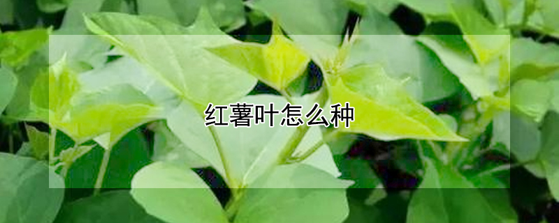 红薯叶怎么种