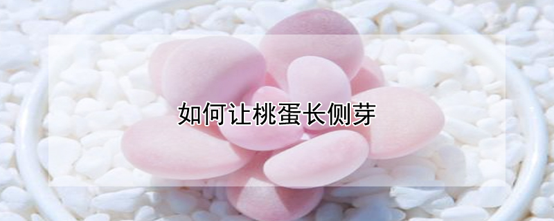 如何让桃蛋长侧芽