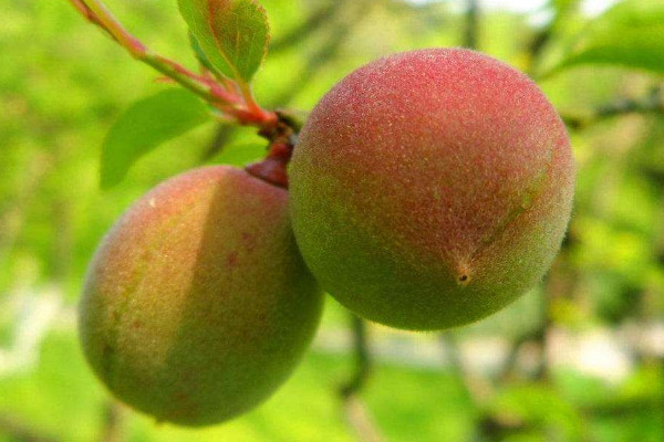 梅子什么时候成熟季节