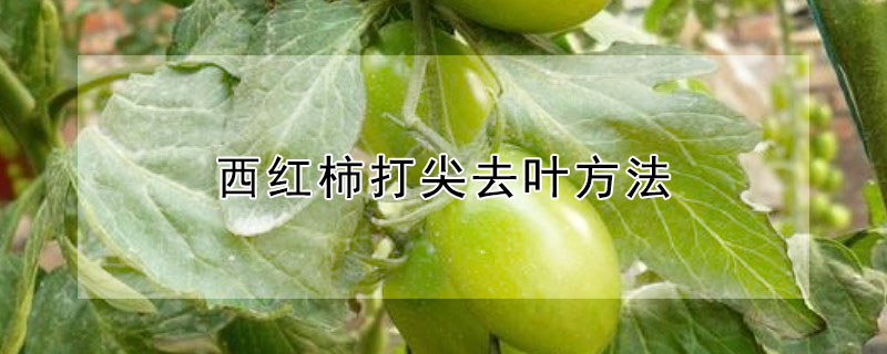 西红柿打尖去叶方法