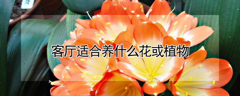 客厅适合养什么花或植物