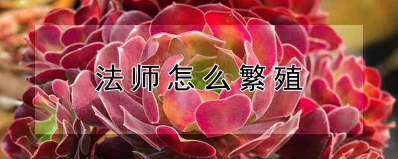 法师怎么繁殖