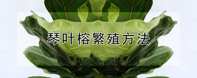 琴叶榕繁殖方法