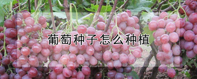 葡萄种子怎么种植