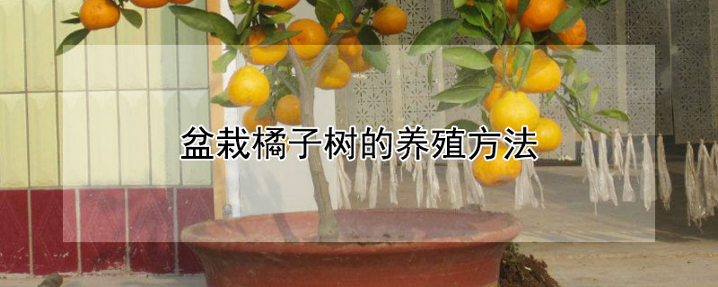 盆栽橘子树的养殖方法