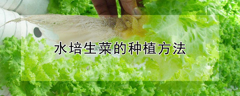 水培生菜的种植方法 —【发财农业网】