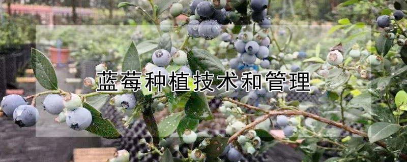蓝莓种植技术和管理