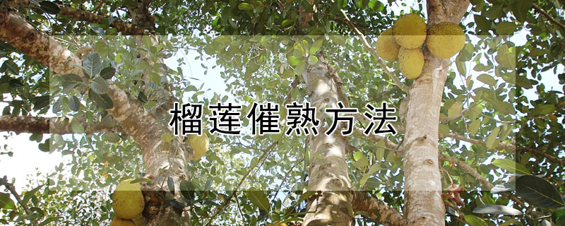 榴莲催熟方法