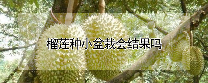 榴莲种小盆栽会结果吗