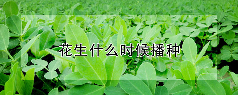 落花生和花生的区别 发财农业网