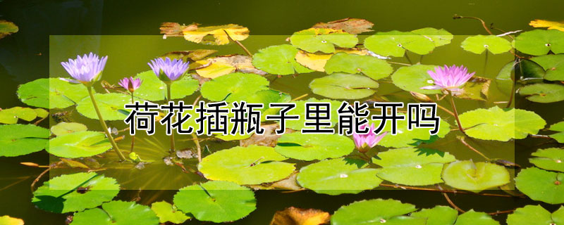 荷花插瓶子里能开吗