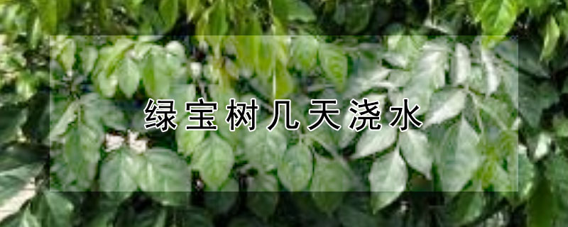 绿宝树几天浇水