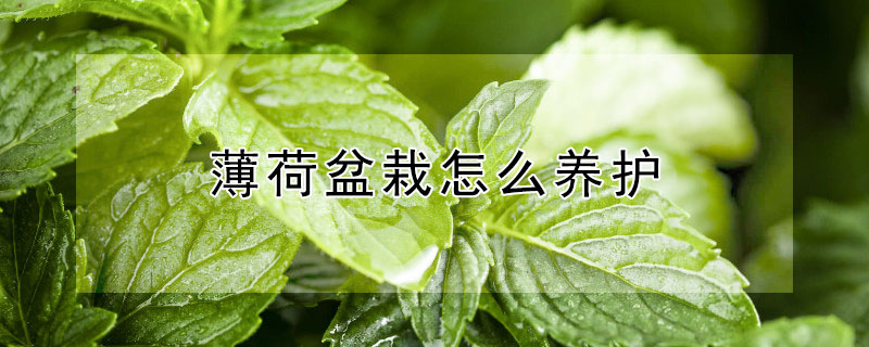 薄荷盆栽怎么养护