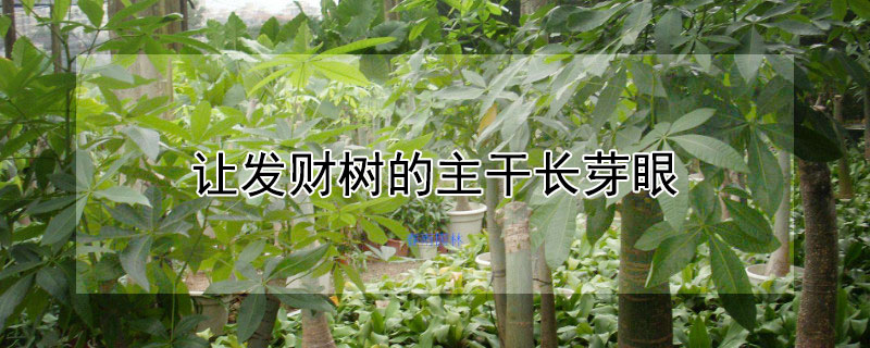 让发财树的主干长芽眼