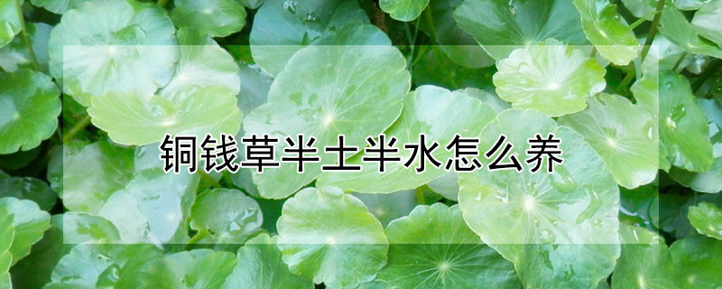 铜钱草半土半水怎么养