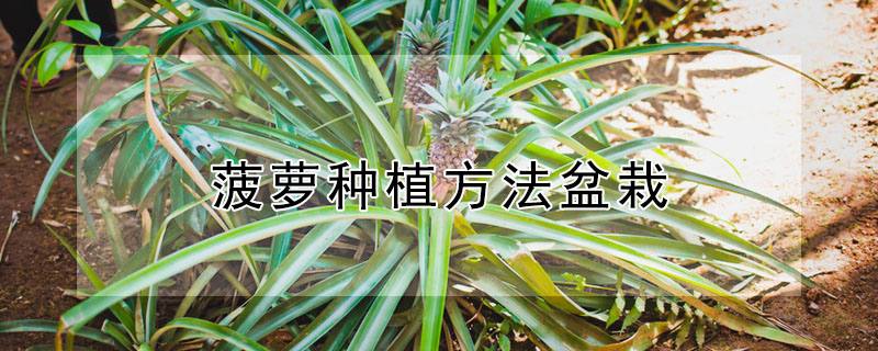 菠萝种植方法盆栽