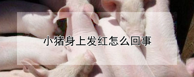 小猪身上发红怎么回事