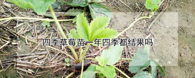 四季草莓苗一年四季都结果吗