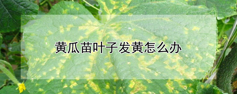 黄瓜苗叶子发黄怎么办