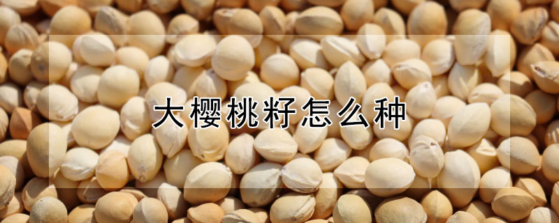 大樱桃籽怎么种