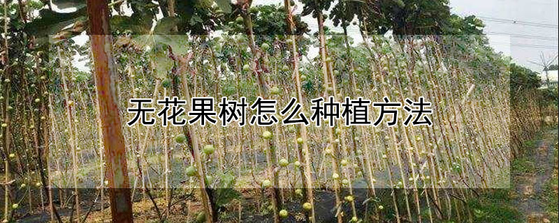 无花果树怎么种植方法