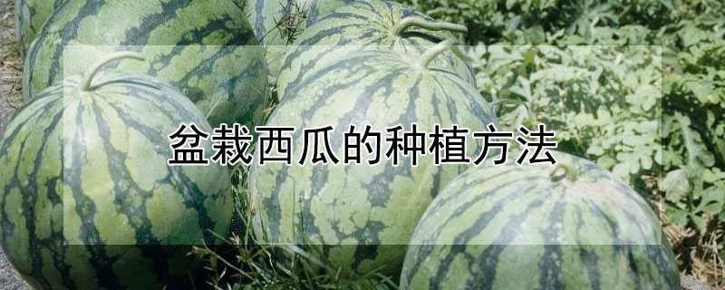 盆栽西瓜的种植方法