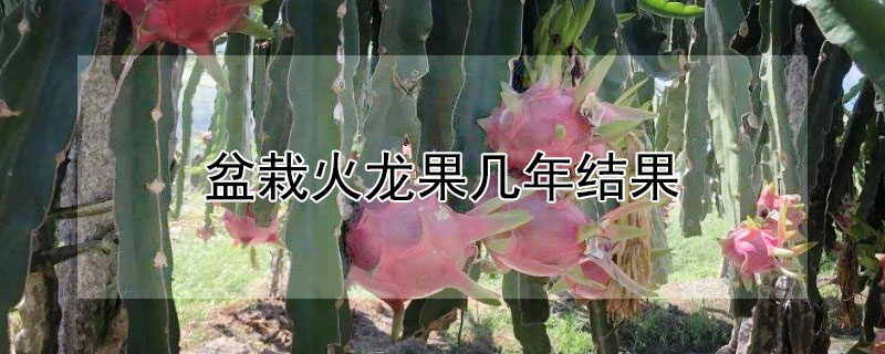 盆栽火龙果几年结果 —【发财农业网】