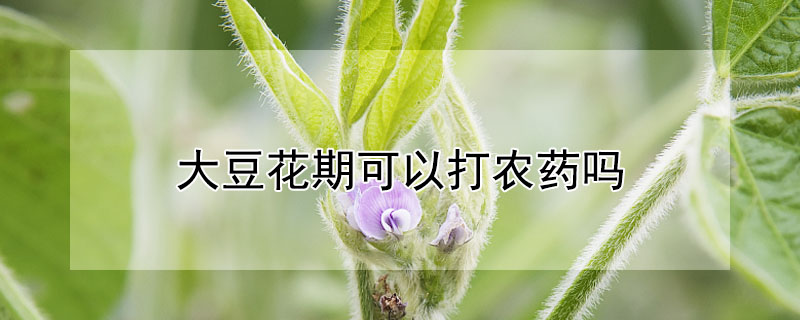 大豆花期可以打农药吗