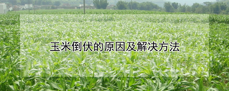 玉米倒伏的原因及解决方法