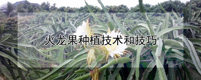 火龙果种植技术和技巧