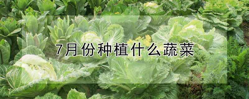 7月份种植什么蔬菜