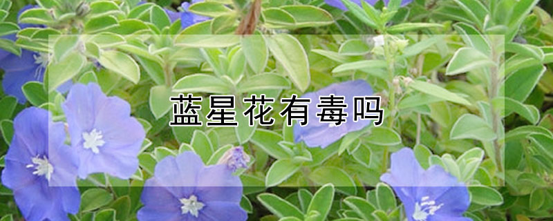 蓝星花有毒吗