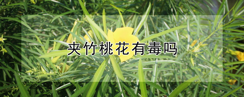 夹竹桃花有毒吗