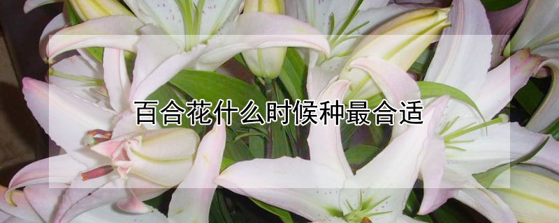 百合花什么时候种最合适