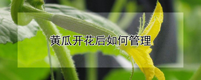 黄瓜开花后如何管理