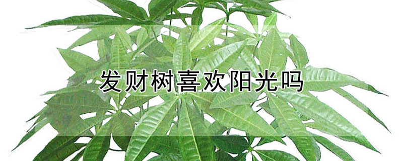 发财树喜欢阳光吗