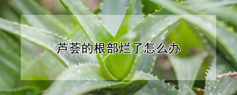 芦荟的根部烂了怎么办