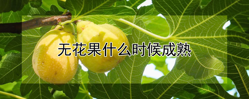 无花果什么时候成熟