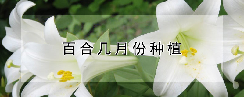 百合花粉有毒吗 发财农业网