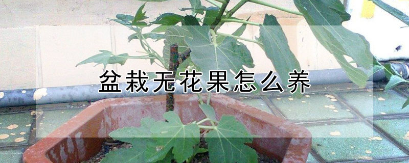 盆栽无花果怎么养