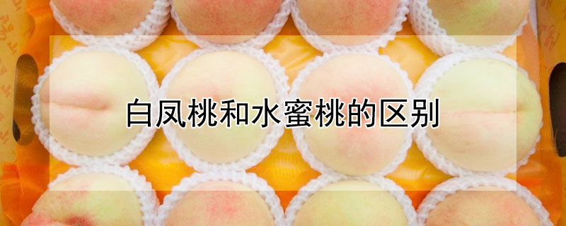 白凤桃和水蜜桃的区别