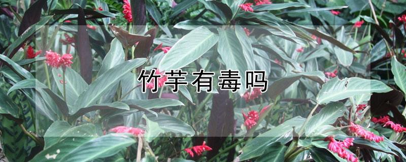 竹芋有毒吗