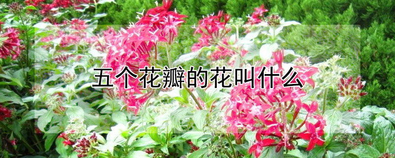 五个花瓣的花叫什么